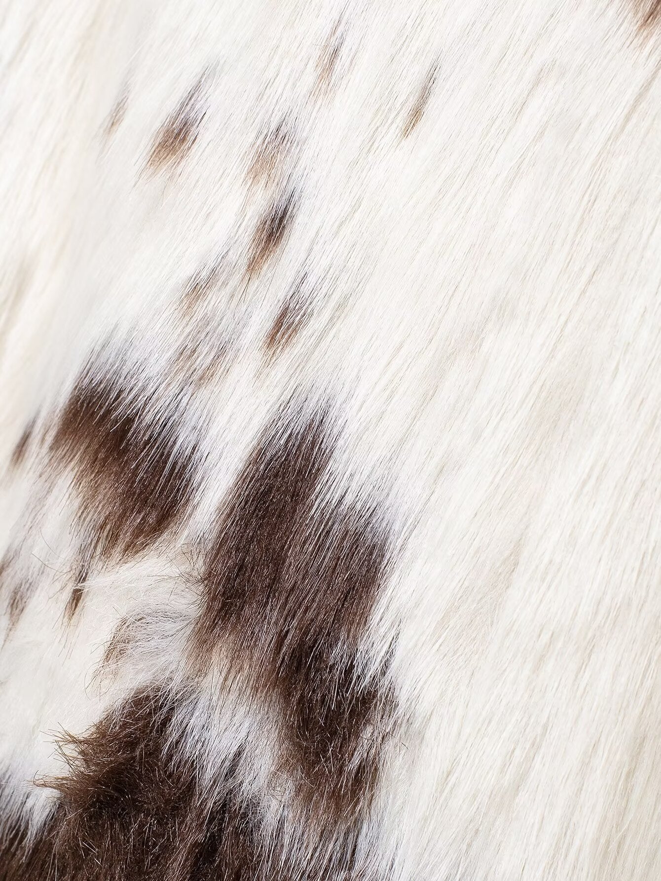 Dalmatian Long Fur Coat